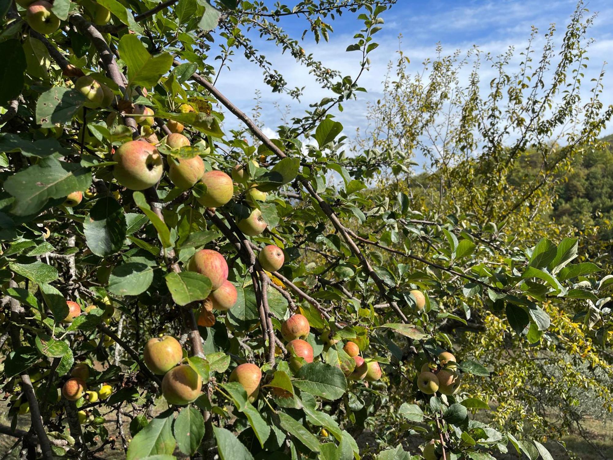 Bio Agriturismo Il Vigno Caprese Michelangelo Kültér fotó
